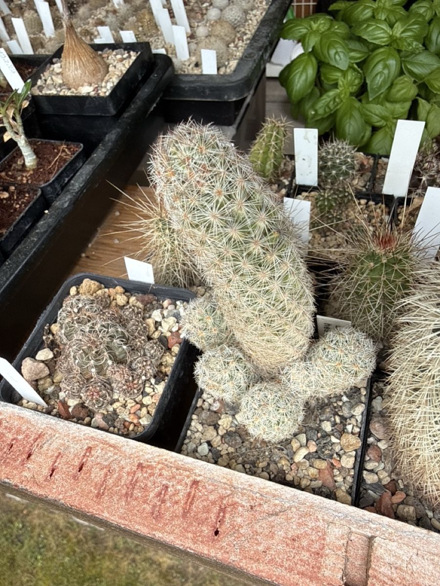 Piante & sementi: Escobaria hesteri – Usato da Rorbas venduto da SimS0n