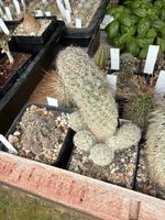 Escobaria hesteri
