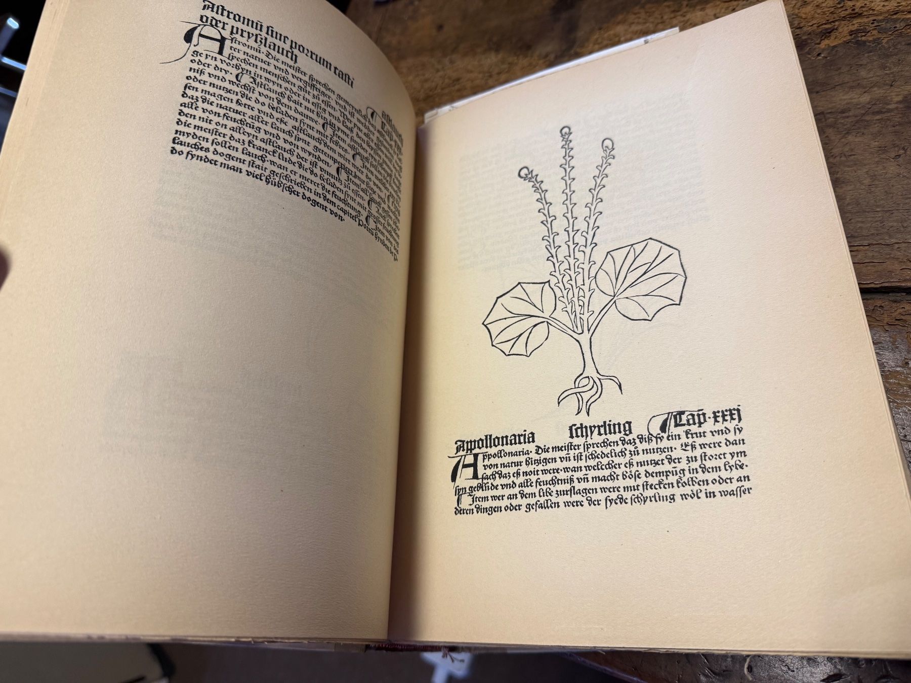 Libri: HORTUS SANITATIS Peter Schöffer Reprint – Usato da Bern venduto da Jwpm66 2