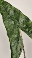 🤩Alocasia  Zebrina Reticulata Rhizom