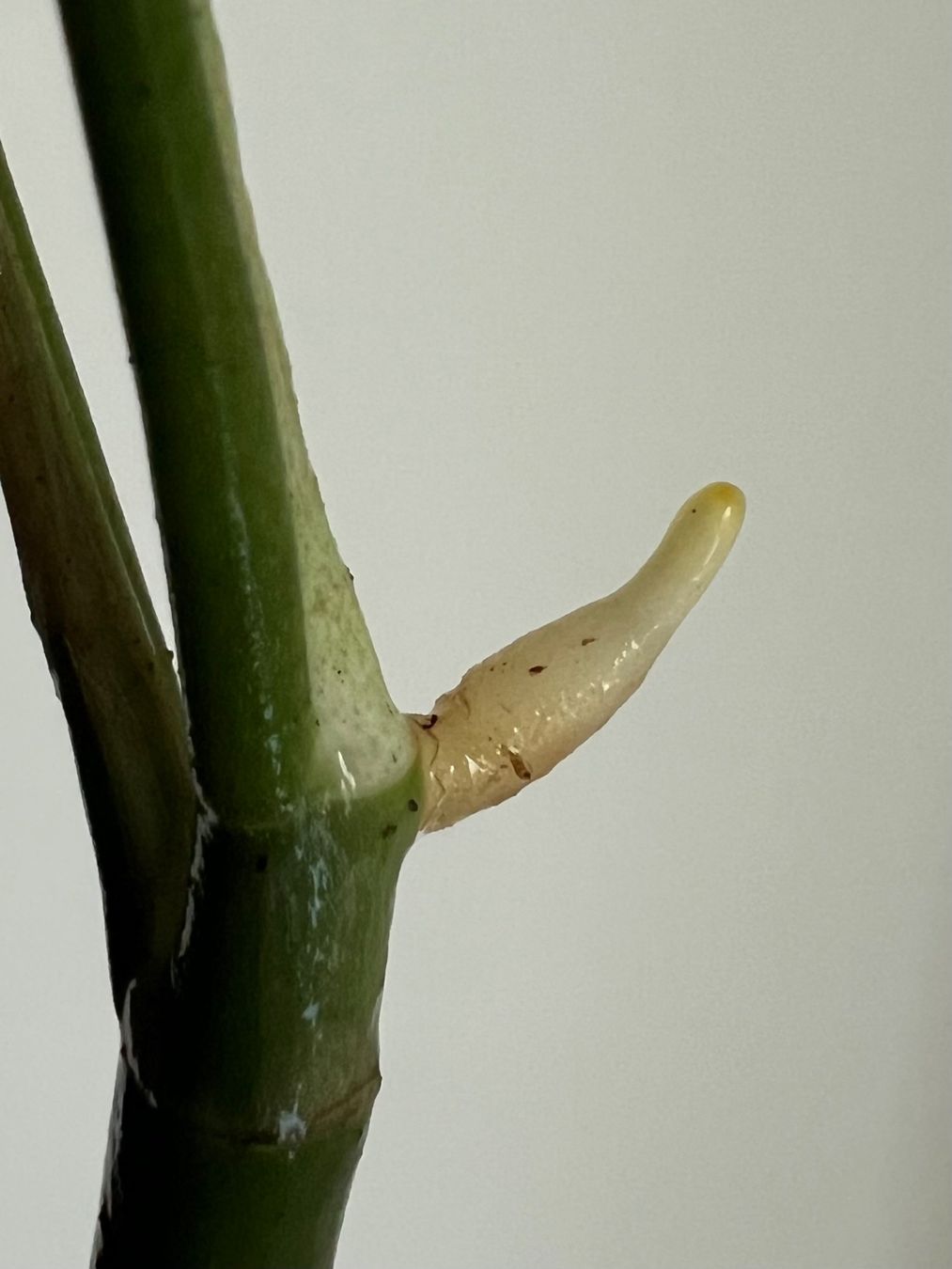 Pflanzen & Samen: Monstera minima Kopfsteckling😍 – Gebraucht aus Glattpark(Opfikon) von ste_n99y 5