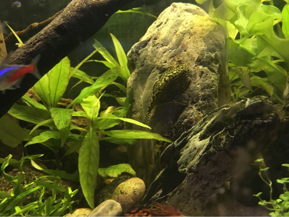 Aquarium: Fisch Steinflossensauger junge – Neu (gemäss Beschreibung) aus Schlieren von Jeajet 2