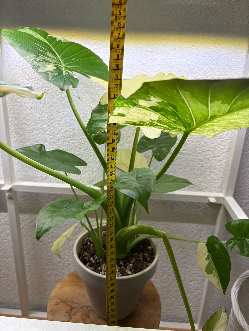 Piante & sementi: Alocasia Macrorrhiza Variegata – Usato da Bonstetten venduto da sam_jt9j 3