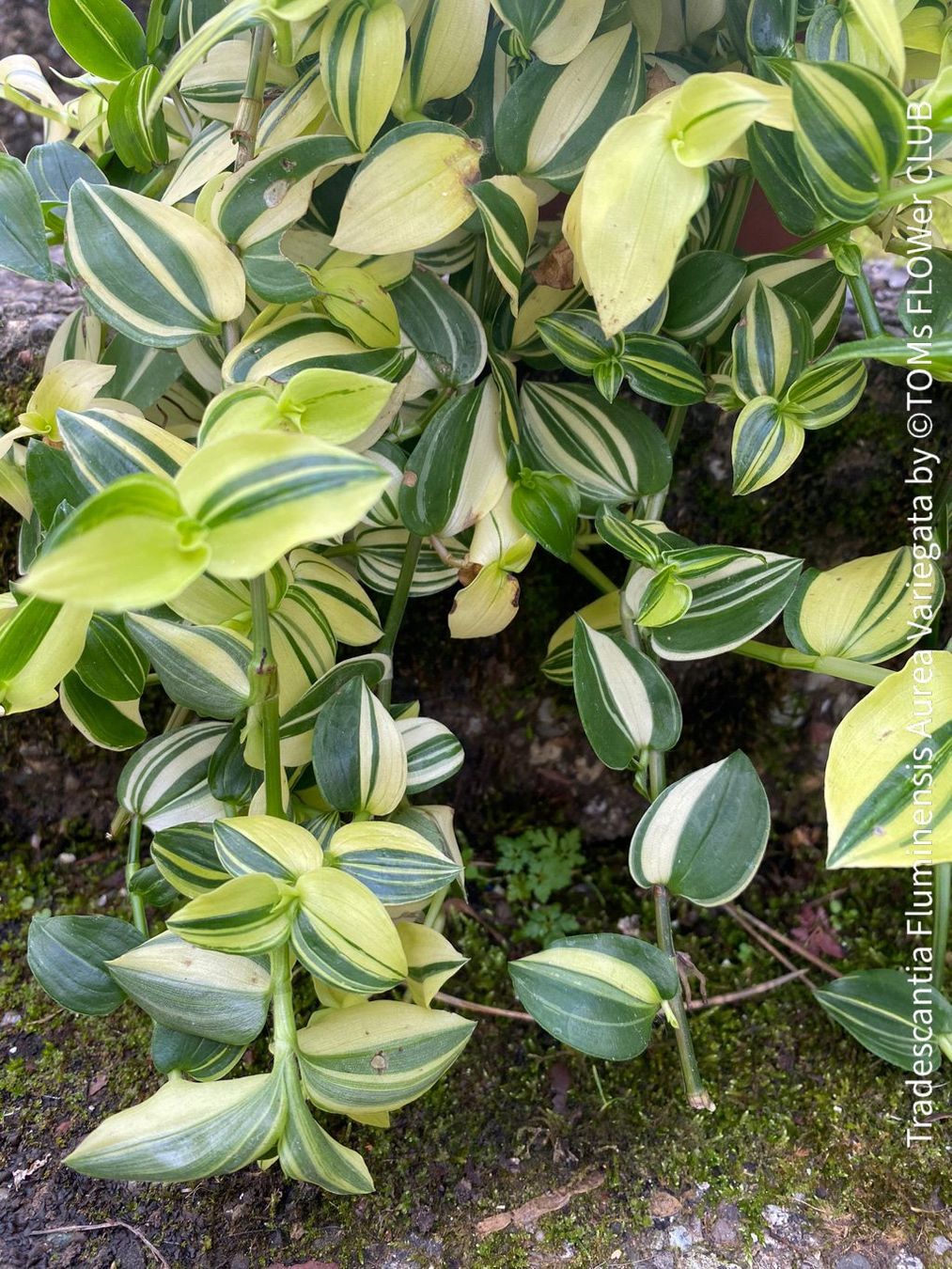 Piante & sementi: Tradescantia Fluminensis Aurea Variegata - 1Blickfang – Nuovo e nell'imballaggio originale da Adliswil venduto da MarkyForest 7