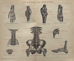 Orig. Holzstich um 1895 - Bänder des Menschen, Medizin