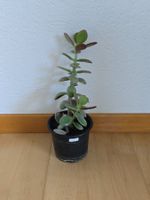 Geldbaum Setzling ca. 23 cm hoch (Nr. 3)