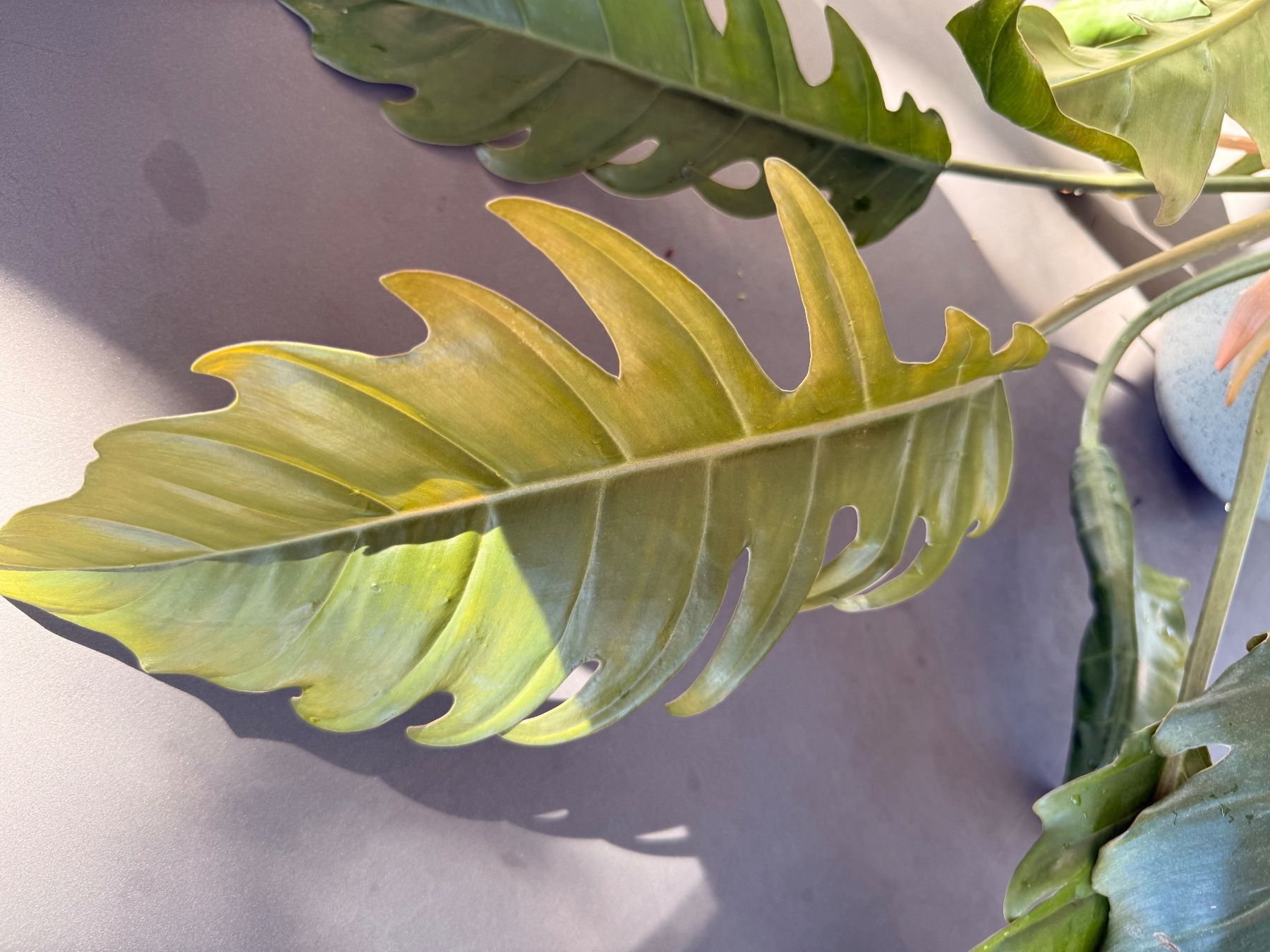 Piante & sementi: Philodendron bipinnatifidum 'Choco Empress' – Usato da Rafz venduto da jca_98p5 5