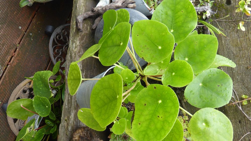 Zimmer im Sommer Balkon Pflanze Glückstaler Kaufen auf Ricardo