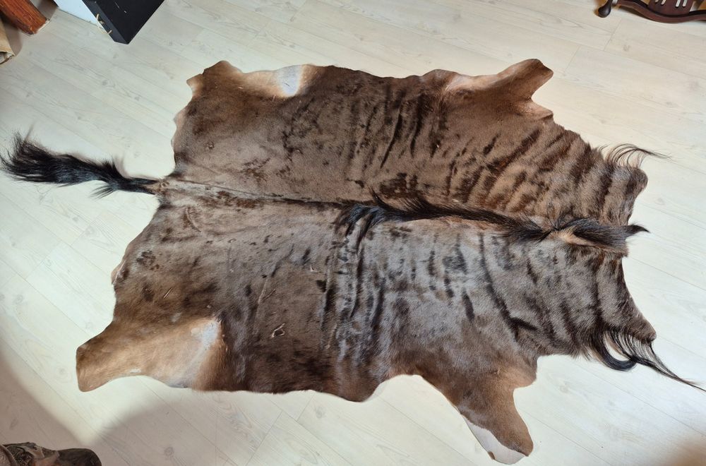 Veritable peau de gnou africain 1/ Echtes Gnufell 1 (Gebraucht) in ...