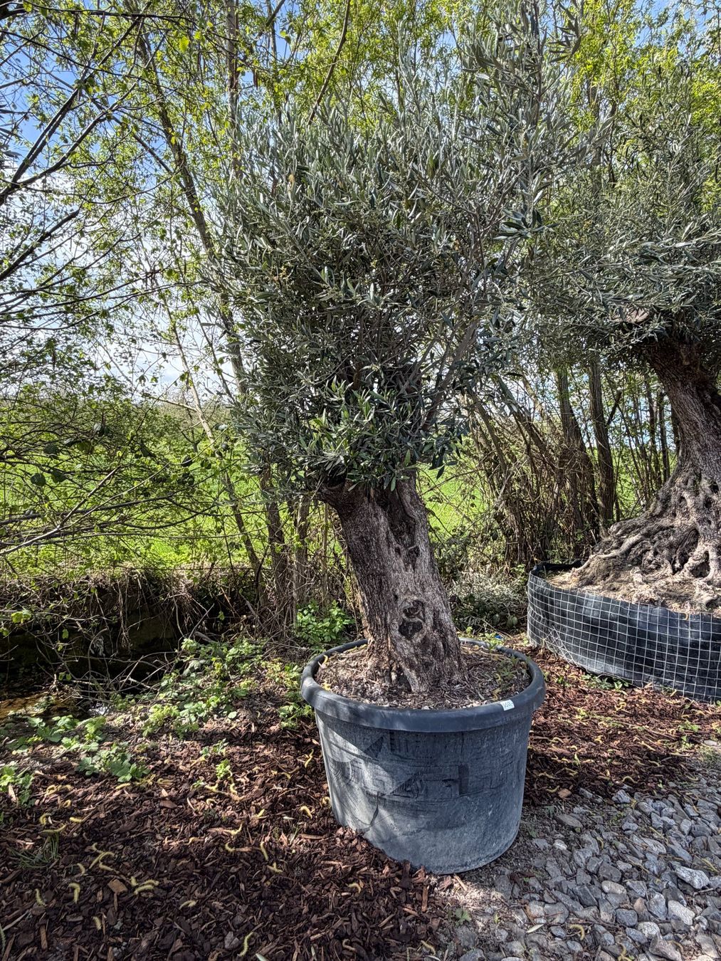 Pflanzen & Samen: Olivenbau "Olea Europea 17" Versand möglich – Neu und originalverpackt aus Zuckenriet von Thur_Plant 3