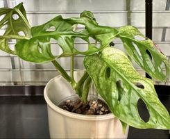 Monstera Adansonii Japanese Tricolor💚