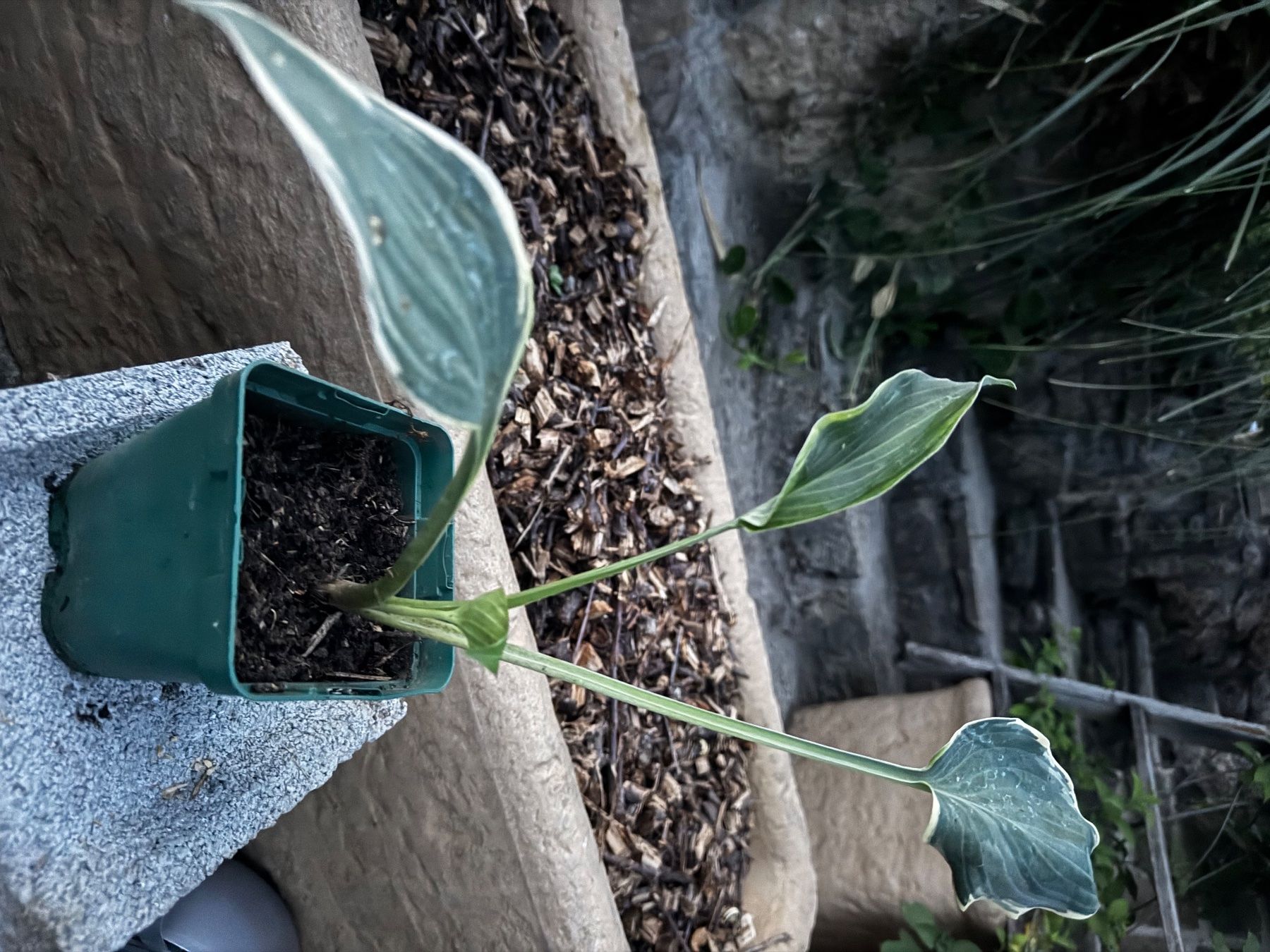 Pflanzen & Samen: Hosta irish eyes – Gebraucht aus Lajoux JU von Briard0 1