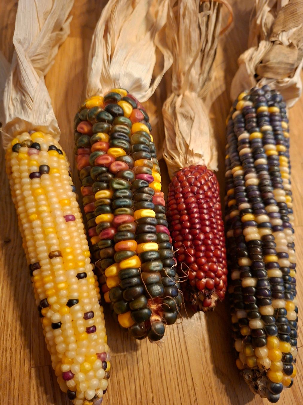 Piante & sementi: 5 Samen rare "Glass Gem Corn" ist ein feuersteinmais – Nuovo e nell'imballaggio originale da Rovio venduto da POSITIFFARTandPLANTS 4