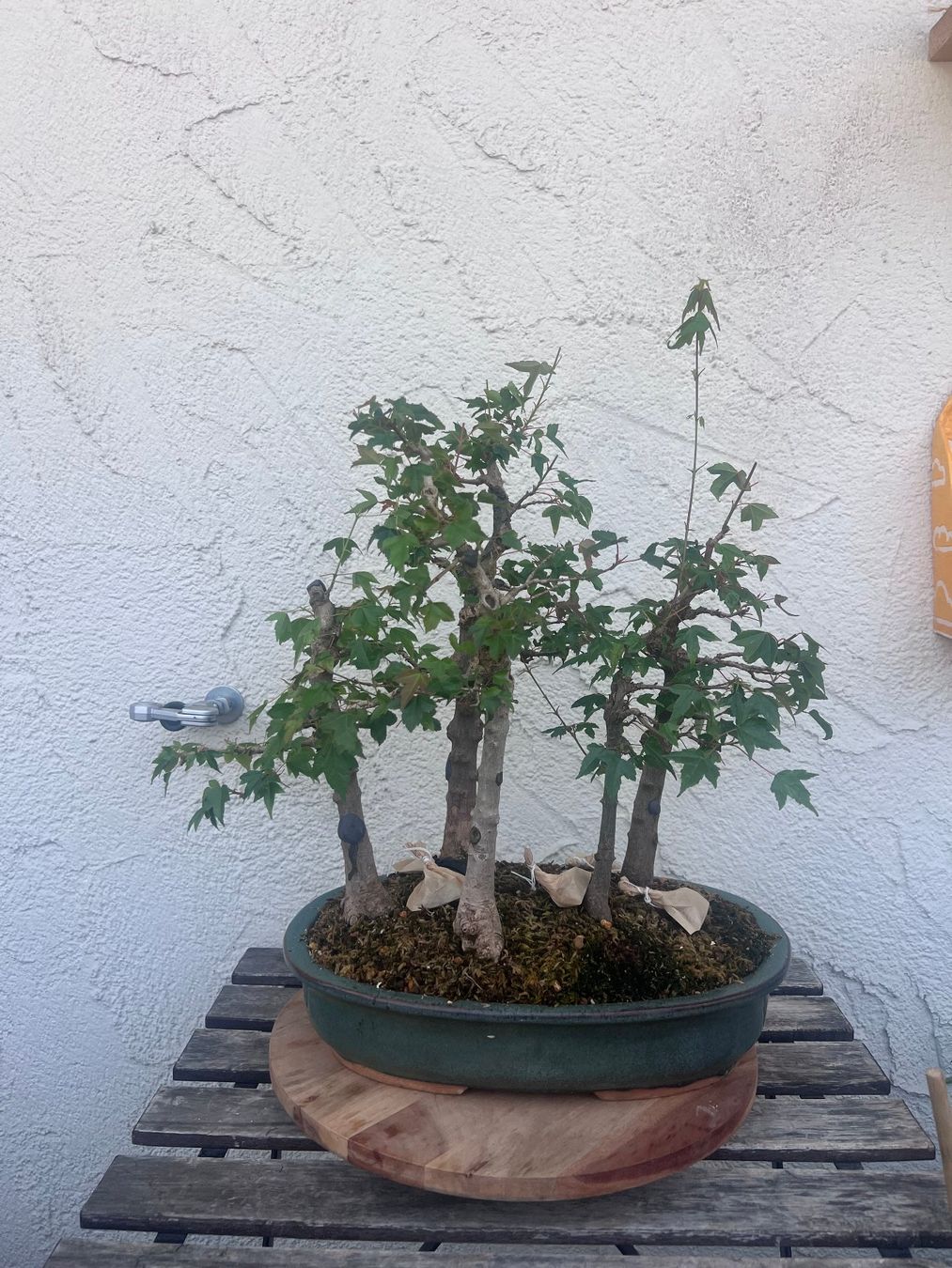 Piante & sementi: Acer Buergerianum / Trident Maple Bonsai Forest – Usato da Genève venduto da dan_tt69 4