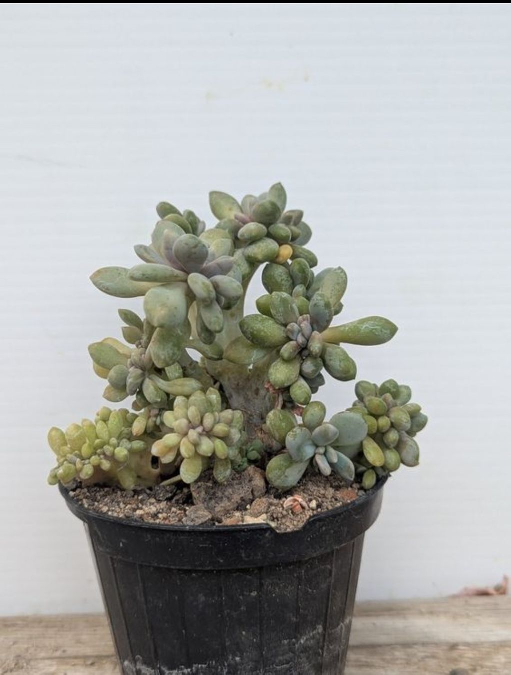 Piante & sementi: Pachyveria cristata  – Usato da Comano venduto da che_8lc2 1