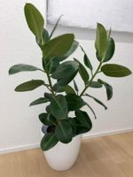FICUS ELASTICA ROBUSTA Pflanze, Gummibaum Two Branches 115cm
