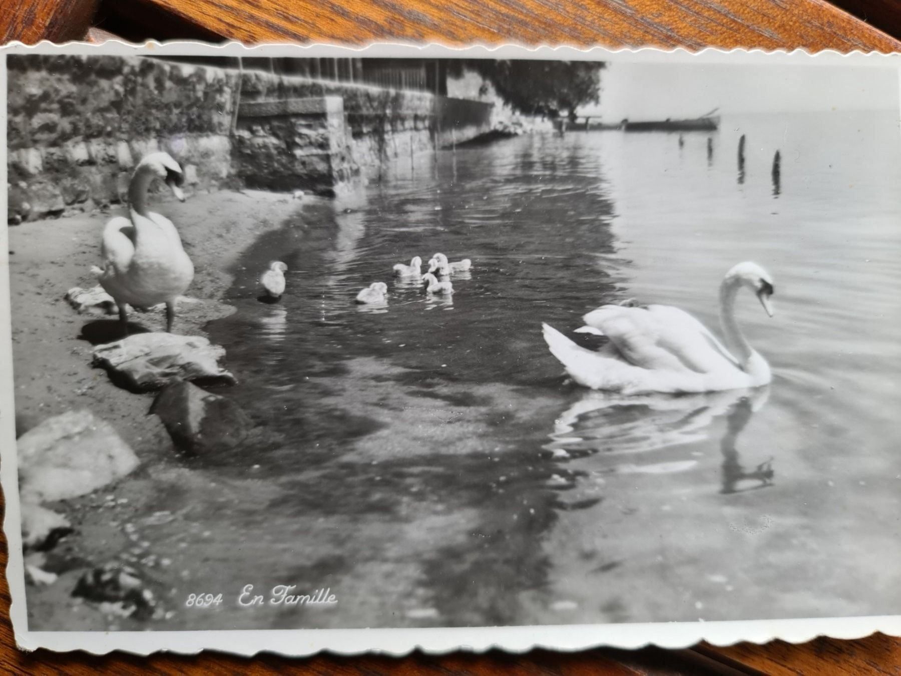 Cartoline postali: Ansichtskarte Lausanne Schwan Familie – Nuovo (secondo la descrizione) da Dintikon venduto da Vexi