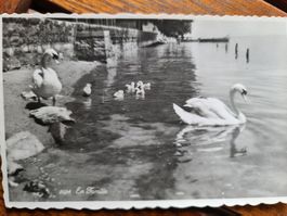 Ansichtskarte Lausanne Schwan Familie