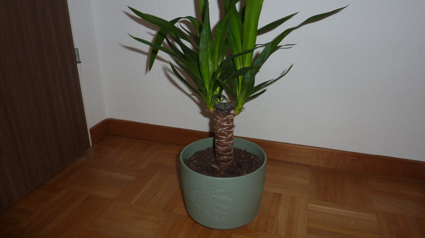 Piante & sementi: yucca palme – Nuovo (secondo la descrizione) da Füllinsdorf venduto da pmarkus 1