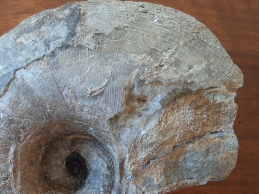 Fossili: fossiler Nautilus – Usato da Rickenbach BL venduto da Oktober68 5
