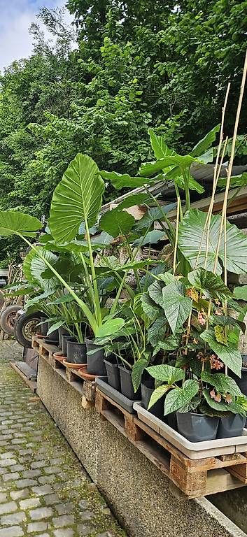 Piante & sementi: Alocasia macrorrhizos – Usato da Wabern venduto da VOLVGNG73 1
