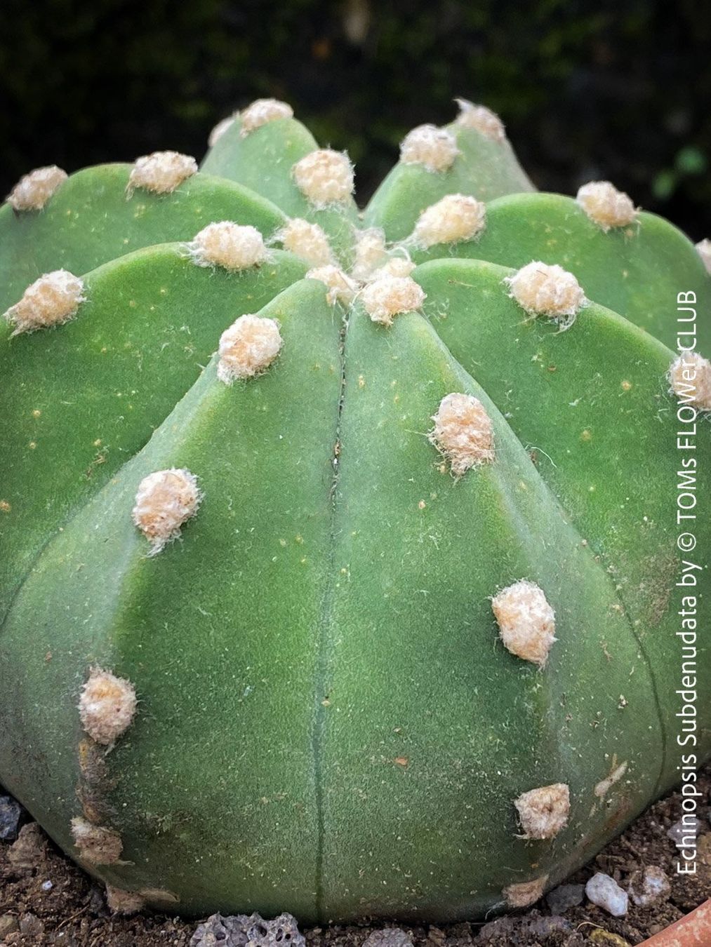 Piante & sementi: Echinopsis Subdenudata - Dein "Domino" Kaktus – Nuovo e nell'imballaggio originale da Adliswil venduto da astom369 7