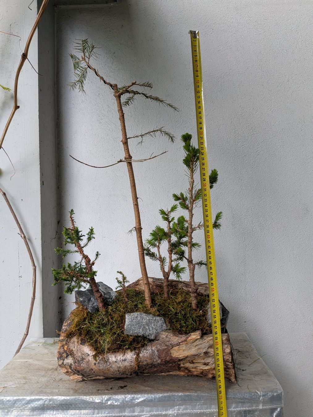 Piante & sementi: Bonsai-Wald – Usato da Bern venduto da Hydrom 6