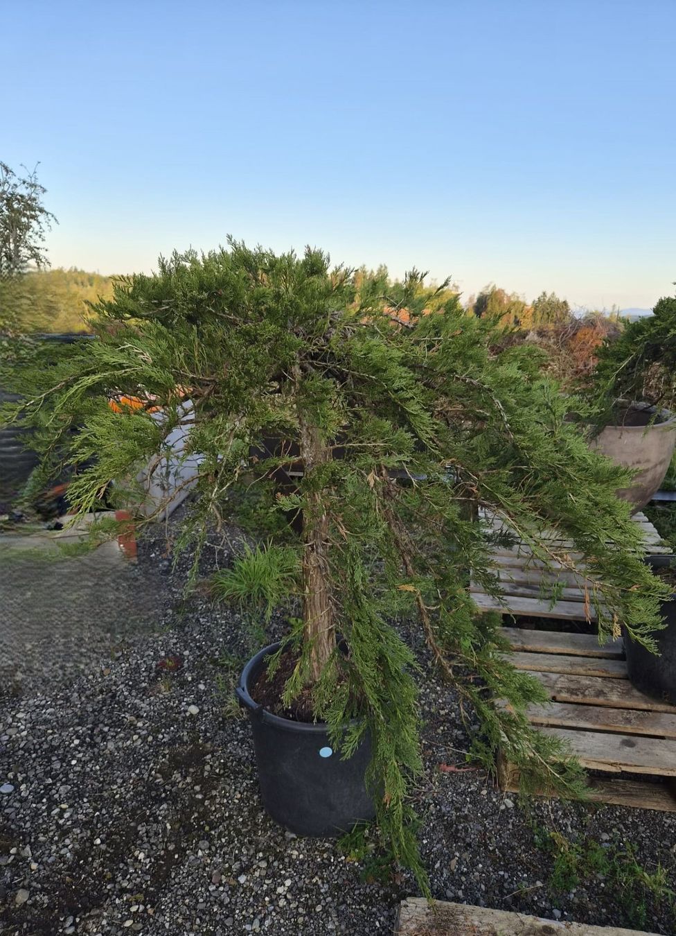 Pflanzen & Samen: Juniperus ‘Mint Julep’ – Gebraucht aus Forch von WeberC 1
