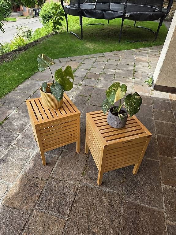 Piante & sementi: Monstera Deliciosa Thai – Usato da Jona venduto da pau_g7rc 2