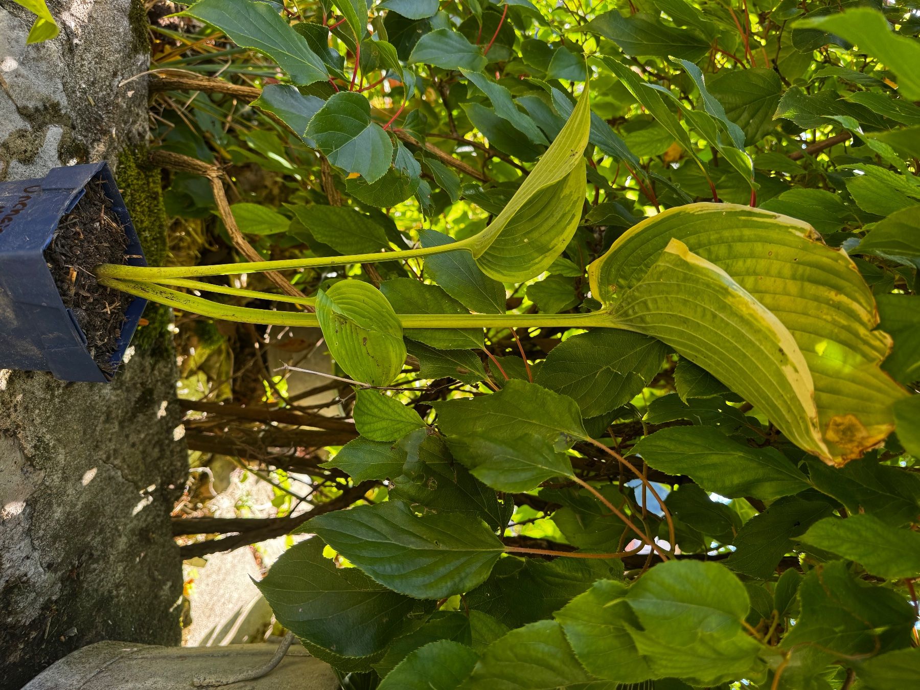 Plantes & graines: Hosta unchained melody – D'occasion à Lajoux JU par Briard0
