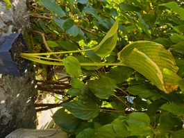 Hosta unchained melody
