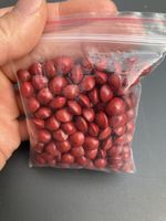 Saga roter Perlenbaum Samen Adenanthera pavonina 74g Säckli