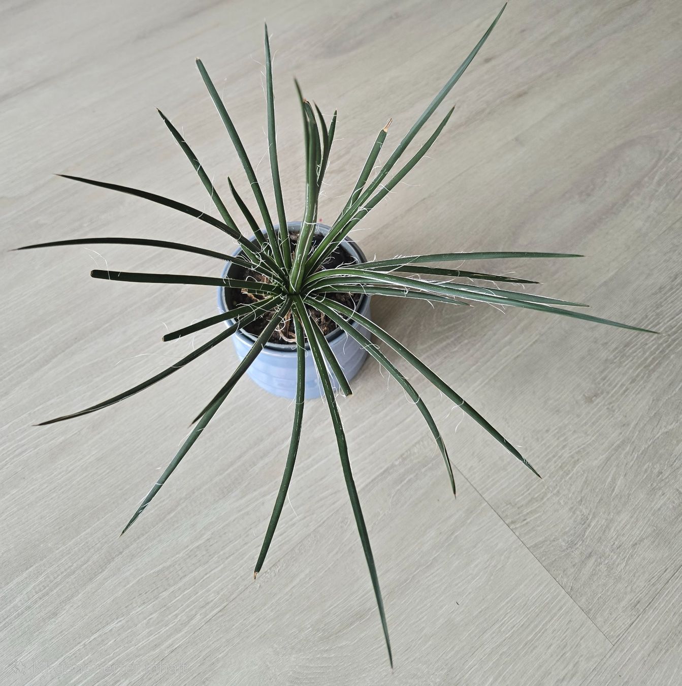Piante & sementi: Spezielle Agave geminiflora – Nuovo (secondo la descrizione) da Aarburg venduto da Glitzerzauber 2