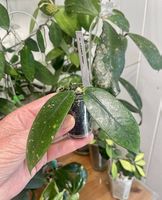 Hoya lobbii pink