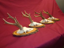 Reh, Geweihe, Trophäe, Horn, Dekoration, Jagd Abwurfstangen
