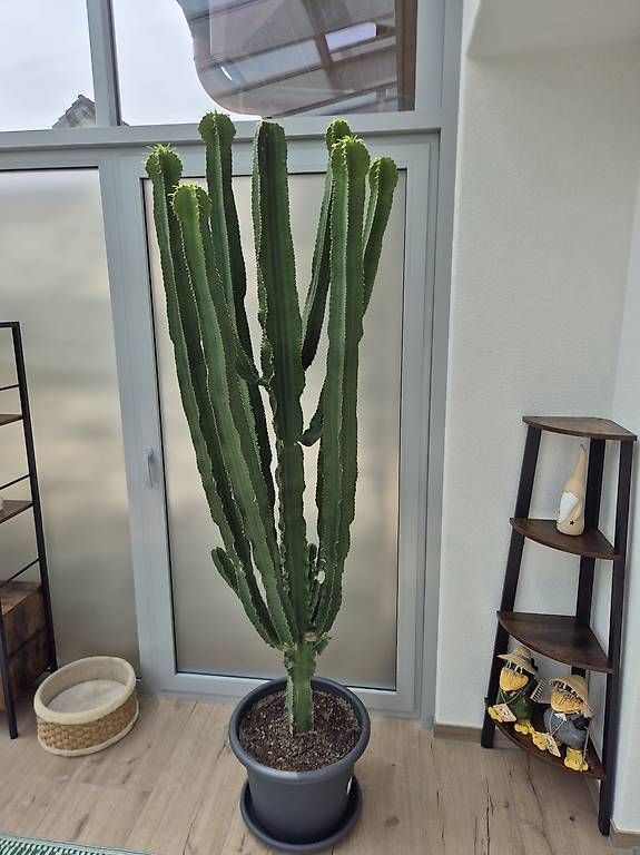 Piante & sementi: Euphorbia Kaktus Wolfsmilch 250cm – Usato da Oberrohrdorf venduto da dd_01