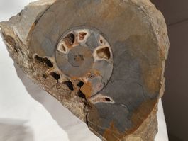 Schöner Ammonit / Fossil  ca. 18cm Durchmesser 🐌