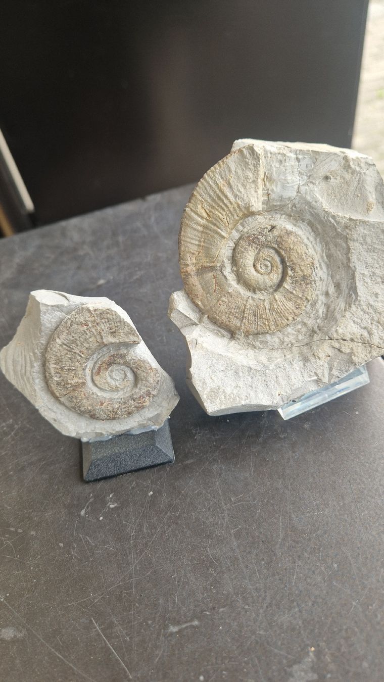 Fossilien: Ammoniten aus Frankreich  – Neu und originalverpackt aus Niederhasli von rehauge01 2
