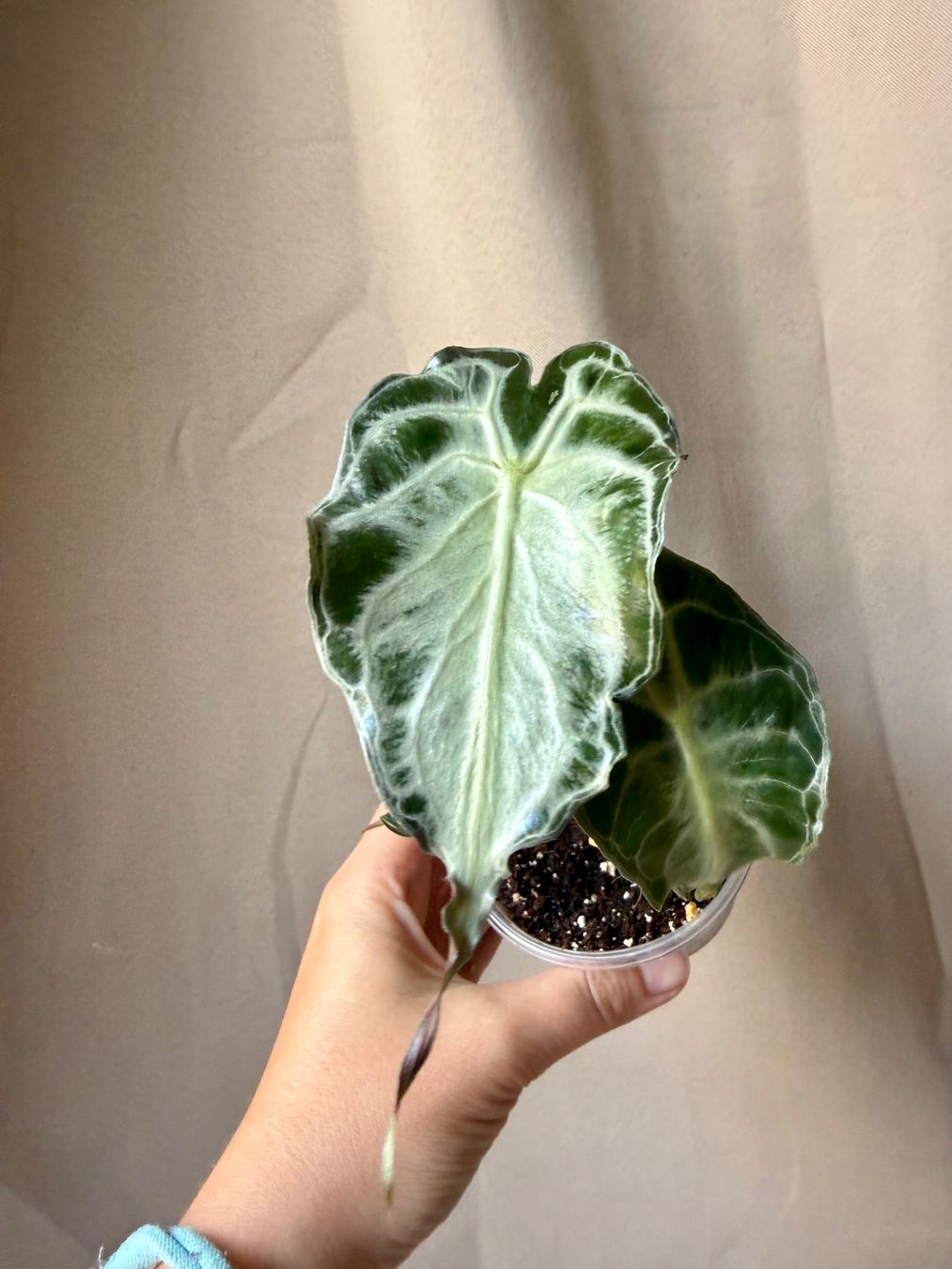Piante & sementi: 😍 Alocasia Venom  – Nuovo (secondo la descrizione) da La Tour-de-Trême venduto da LyAmy 3