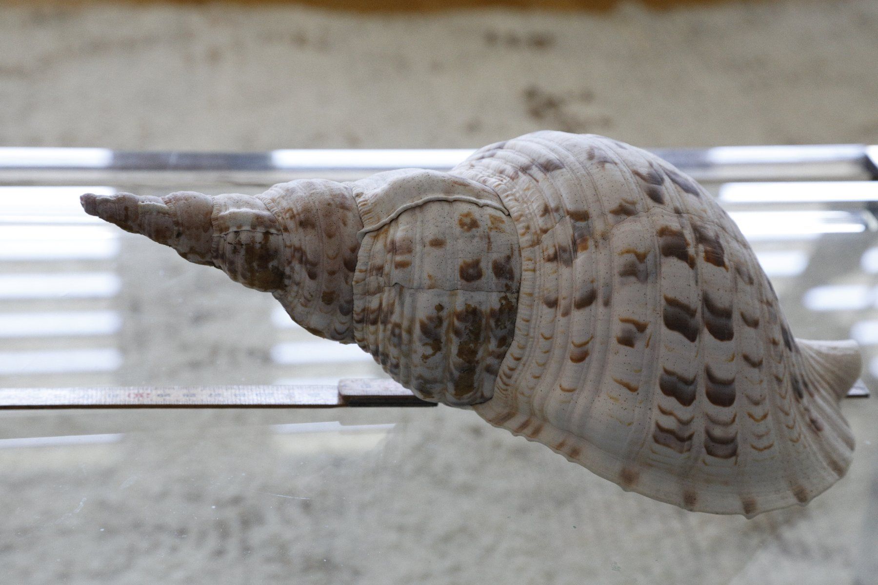 Tutte le decorazioni: Tritonshorn 33 cm – Usato da Zürich venduto da evolve1 1