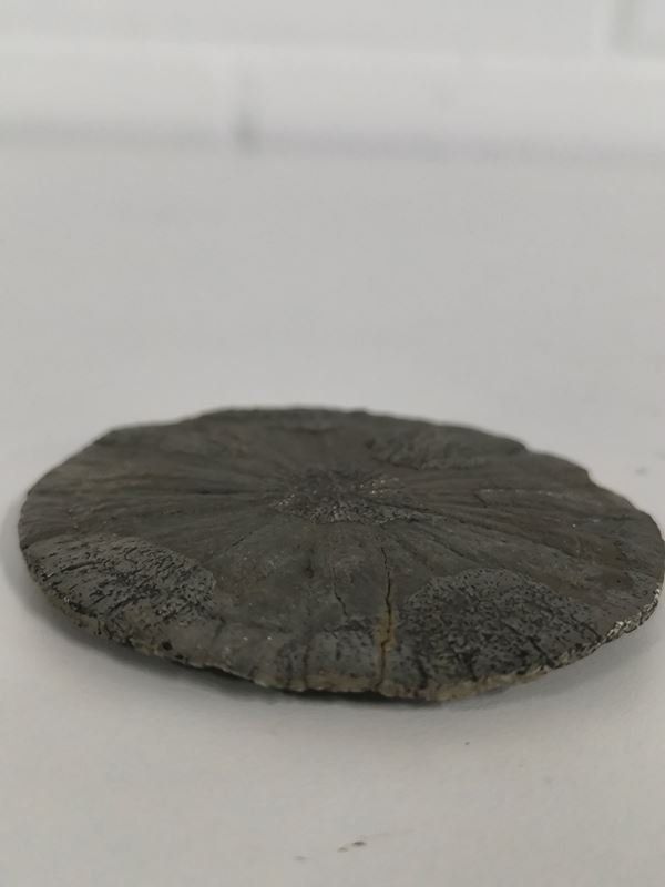 Mineralien & Heilsteine: Pyrit Sonne - Miner's Dollar – Gebraucht aus Rüti ZH von Restwert_Rueti_ZH 4