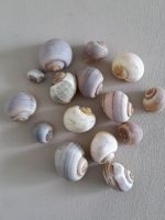 Schneckenhaus 15x lila beige NEU Floristik Deko Shabby Chic