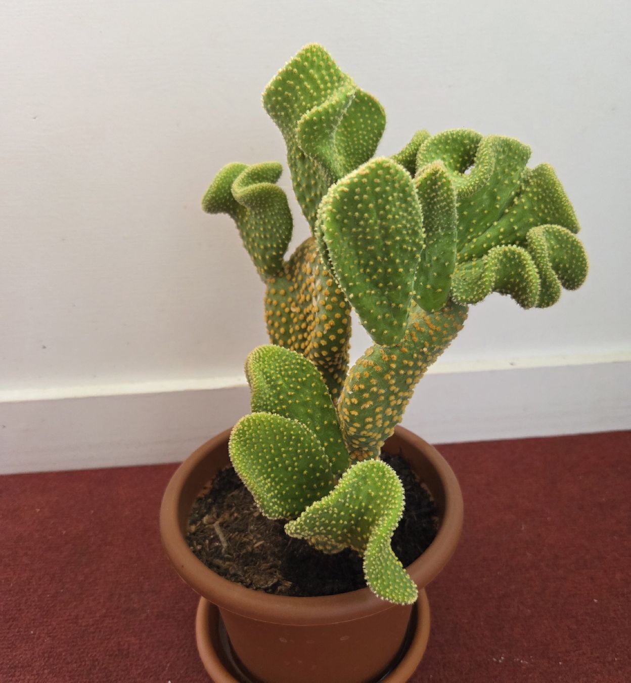 Piante & sementi: Opuntia Microdasys Kaktus  – Usato da Konolfingen venduto da S1000RR-Karin 3