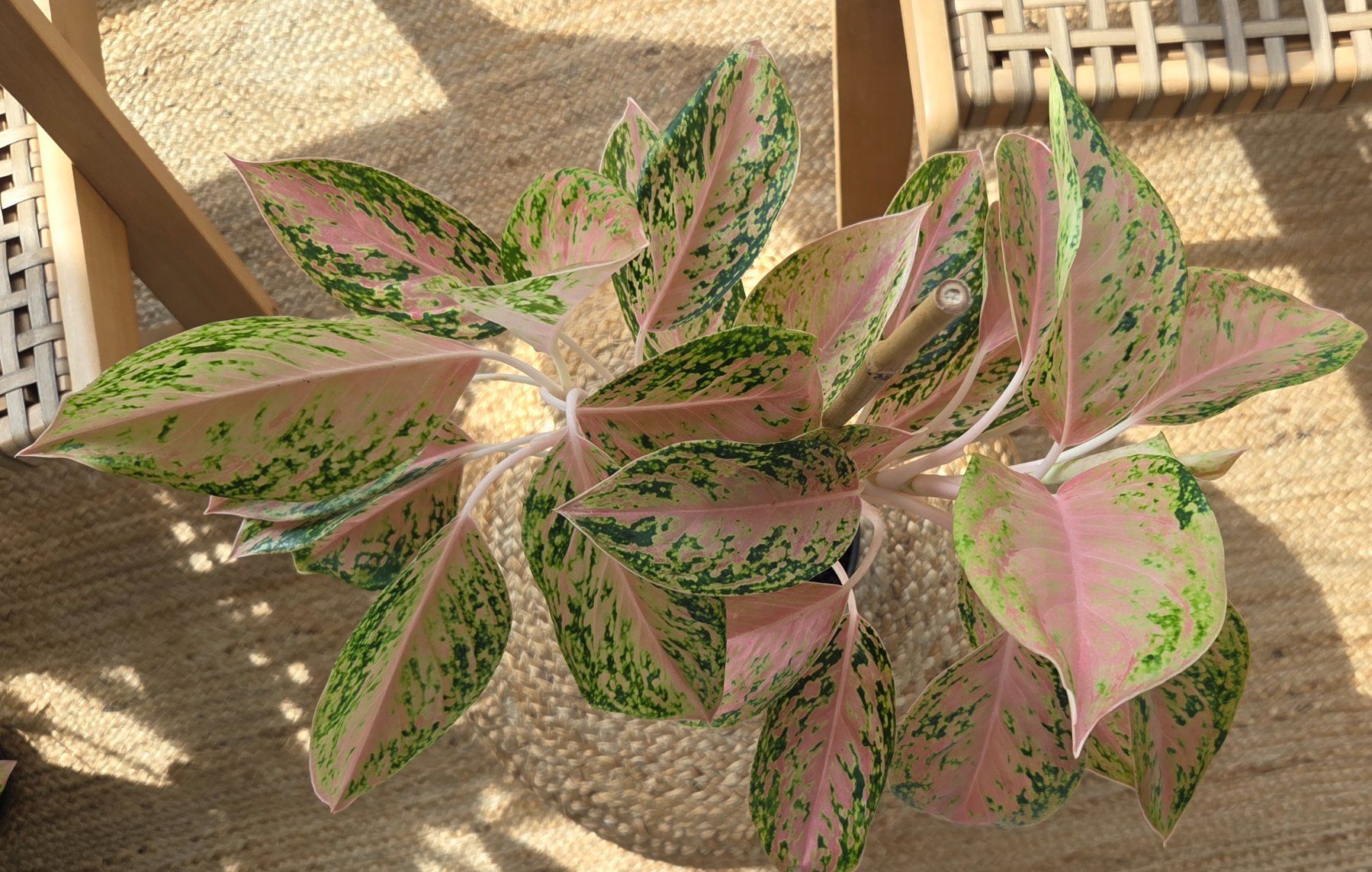 Plantes & graines: Aglaonema (ca. 30cm) – D'occasion à Zürich par wile_coyote 1