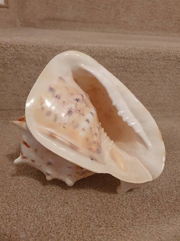 Piante & sementi: Wunderschöne Cassis Cornuta, ca. 21 cm – Usato da Romanshorn venduto da chr_ffc5 3