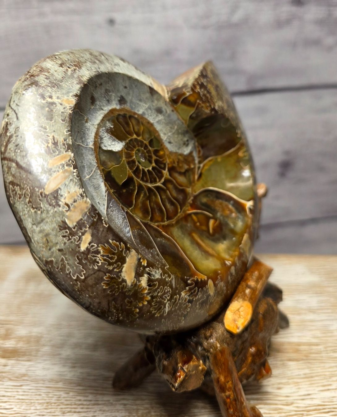 Fossili: Ammonit auf Holzstand 677g – Nuovo e nell'imballaggio originale da Matzingen venduto da Shay_Crystalz 1