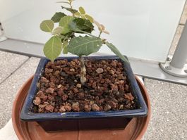 Pfaffenhtchen Rohmaterial Bonsai (Neu (gemss Beschreibung)) in Suhr fr  CHF 45  nur Abholung auf Ricardo kaufen