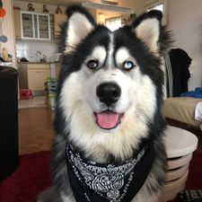 Profile image of RockyHusky2017