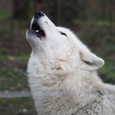 Profile image of Vanni71