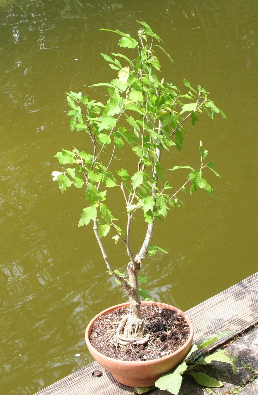 BONSAI - Hibiskus (Eibisch) (Neu (gemss Beschreibung)) in Gretzenbach fr  CHF 58  nur Abholung auf Ricardo kaufen